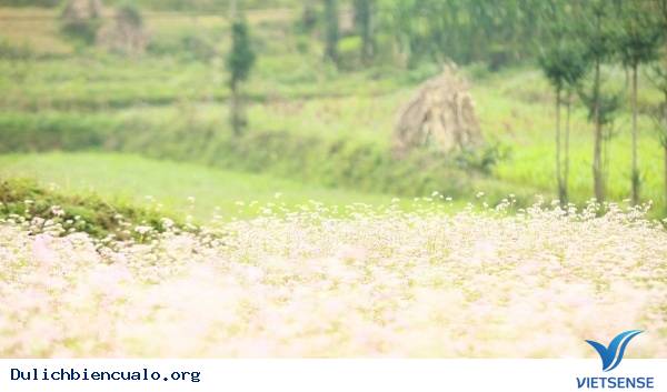 Cập Nhật Hoa tam giác mạch Hà Giang - Ảnh 1 Cập Nhật Hoa tam giác mạch Hà Giang - Ảnh 1