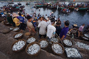 Biển Cửa Lò nằm ngoài vùng nghi nhiễm độc ở miền Trung Biển Cửa Lò nằm ngoài vùng nghi nhiễm độc ở miền Trung