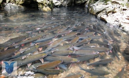 Đặc sản Thanh Hóa