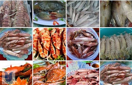 Kinh Nghiệm Vivu
 Cửa Lò - Ăn gì, chương trình
 cua lo