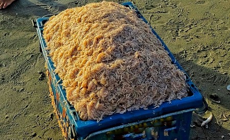 Đặc sản mang tên ‘’ruốc biển’’ cửa Lò