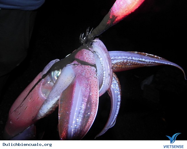 hành trình trải nghiệm câu mực đêm ở Cửa Lò hành trình trải nghiệm câu mực đêm ở Cửa Lò