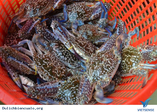 Hải Sản Cửa Lò Hút khách thăm quan - Ảnh 5 Hải Sản Cửa Lò Hút khách thăm quan - Ảnh 5