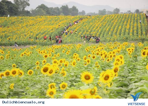 Thăm Cánh Đồng Hoa Hướng Dương Lớn Nhất Việt Nam - Ảnh 3 Thăm Cánh Đồng Hoa Hướng Dương Lớn Nhất Việt Nam - Ảnh 3