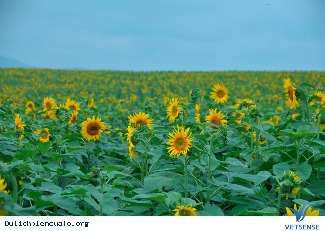 Thăm Cánh Đồng Hoa Hướng Dương Lớn Nhất Việt Nam - Ảnh 6 Thăm Cánh Đồng Hoa Hướng Dương Lớn Nhất Việt Nam - Ảnh 6