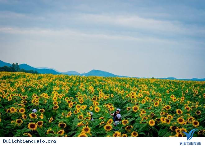 Thăm Cánh Đồng Hoa Hướng Dương Lớn Nhất Việt Nam - Ảnh 2 Thăm Cánh Đồng Hoa Hướng Dương Lớn Nhất Việt Nam - Ảnh 2