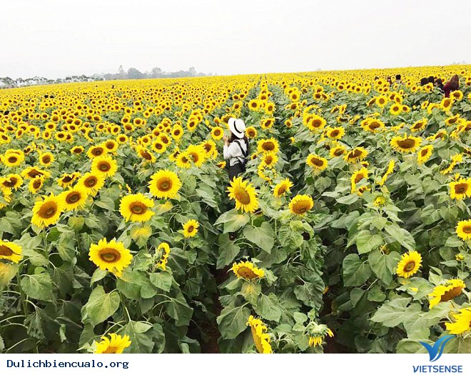 Thăm Cánh Đồng Hoa Hướng Dương Lớn Nhất Việt Nam - Ảnh 1 Thăm Cánh Đồng Hoa Hướng Dương Lớn Nhất Việt Nam - Ảnh 1