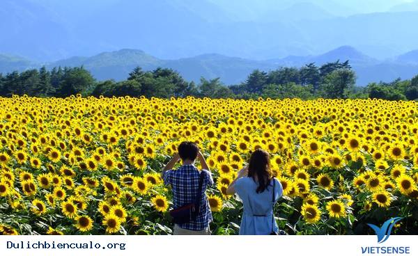 Thăm Cánh Đồng Hoa Hướng Dương Lớn Nhất Việt Nam - Ảnh 4 Thăm Cánh Đồng Hoa Hướng Dương Lớn Nhất Việt Nam - Ảnh 4
