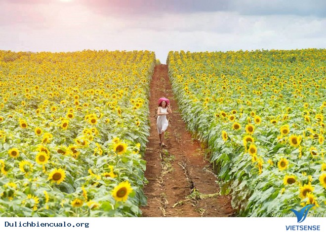 Thăm Cánh Đồng Hoa Hướng Dương Lớn Nhất Việt Nam - Ảnh 5 Thăm Cánh Đồng Hoa Hướng Dương Lớn Nhất Việt Nam - Ảnh 5
