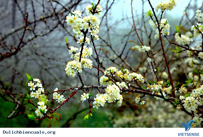Về Mường Lống Thăm Thiên Đường Hoa Mận Trắng - Ảnh 5 Về Mường Lống Thăm Thiên Đường Hoa Mận Trắng - Ảnh 5