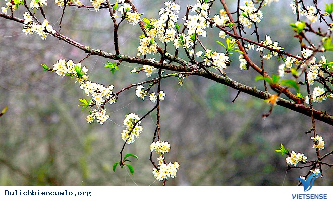 Về Mường Lống Thăm Thiên Đường Hoa Mận Trắng - Ảnh 2 Về Mường Lống Thăm Thiên Đường Hoa Mận Trắng - Ảnh 2