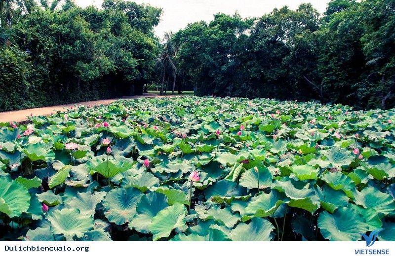 Tổng hợp Kinh Nghiệm Khám Phá Cửa Lò 2025 - Ảnh 4