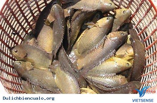 Cá Rô Bàu Nón - Ảnh 1