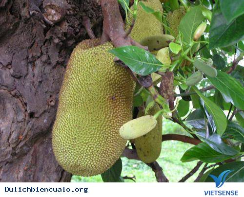 Nhút Thanh Chương - Ảnh 1 Nhút Thanh Chương - Ảnh 1