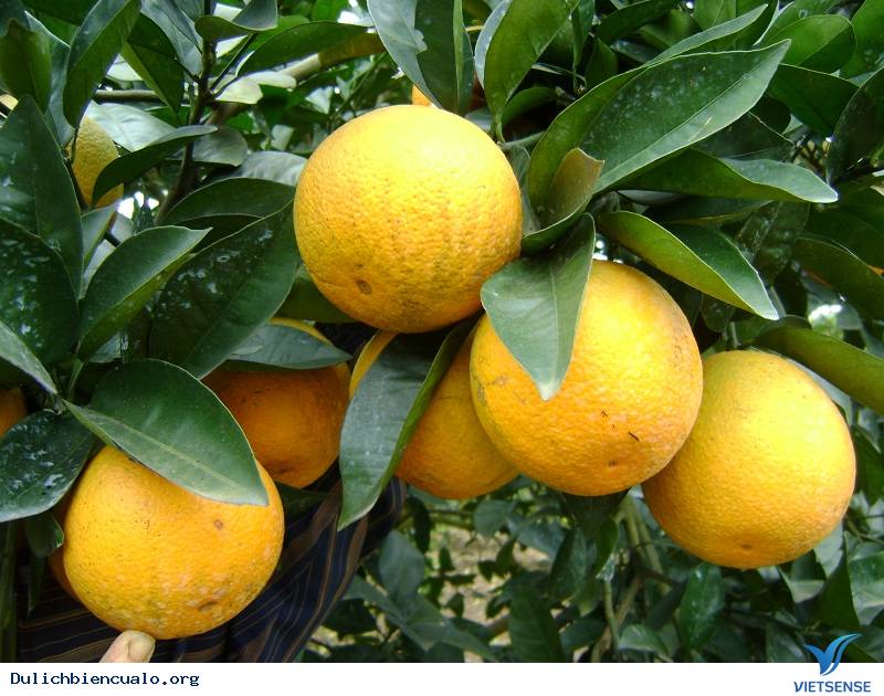 Cam Vinh - Ảnh 1 Cam Vinh - Ảnh 1