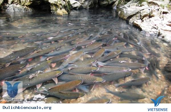 Du lịch - Đặc sản Thanh Hóa