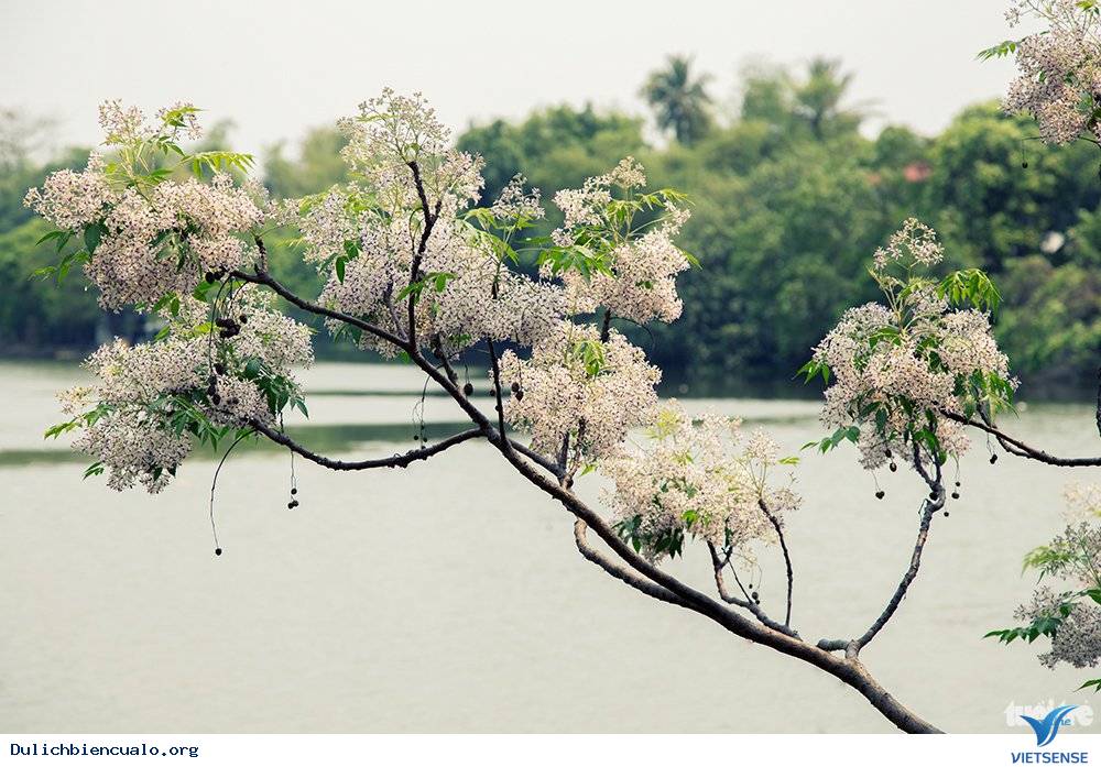 Huế quyến rũ xoan nở - Ảnh 1 Huế quyến rũ xoan nở - Ảnh 1