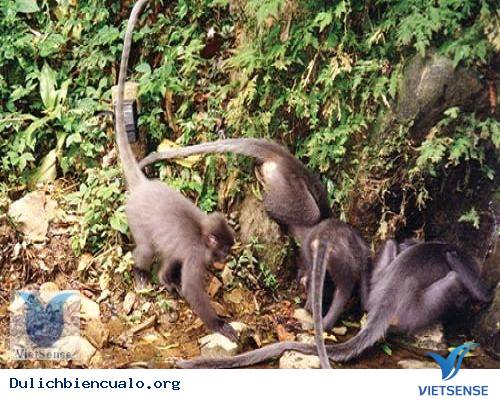 du lich cua lo du lich cua lo