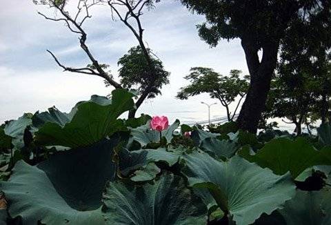 Làng Sen Quê Bác - Ảnh 4