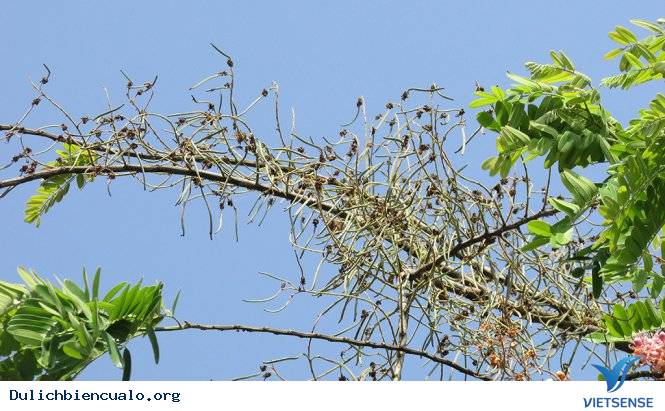 Phía tây, mùa chín môi hộp - Ảnh 1 Phía tây, mùa chín môi hộp - Ảnh 1