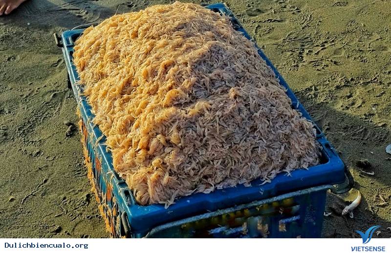 Ruốc biển đặc sản cửa lò - Ảnh 6 Ruốc biển đặc sản cửa lò - Ảnh 6